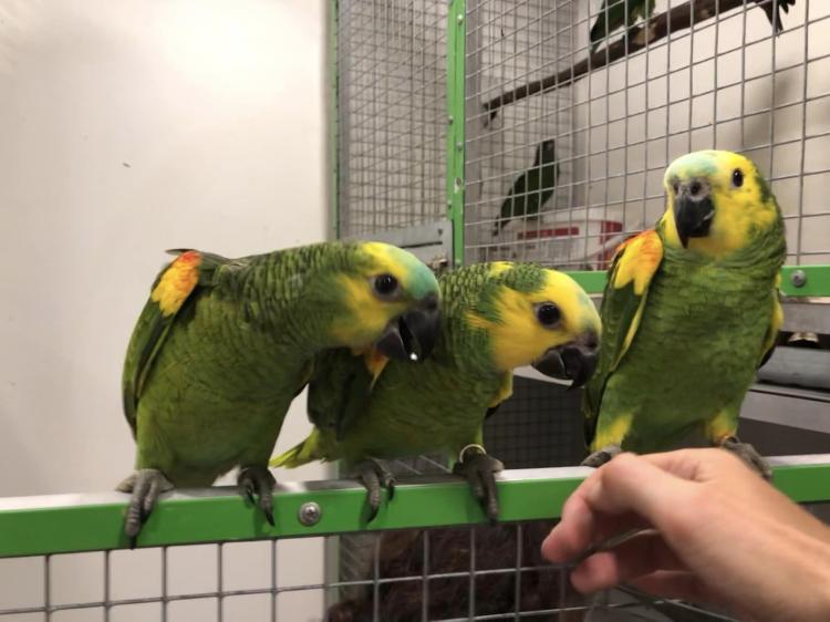 Amazone à front bleu (Amazona aestiva) – perroquet élevé à la main | Parc Papug | ParrotPlanet.fr