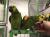 Amazone à front bleu (Amazona aestiva) – perroquet élevé à la main | Parc Papug | ParrotPlanet.fr