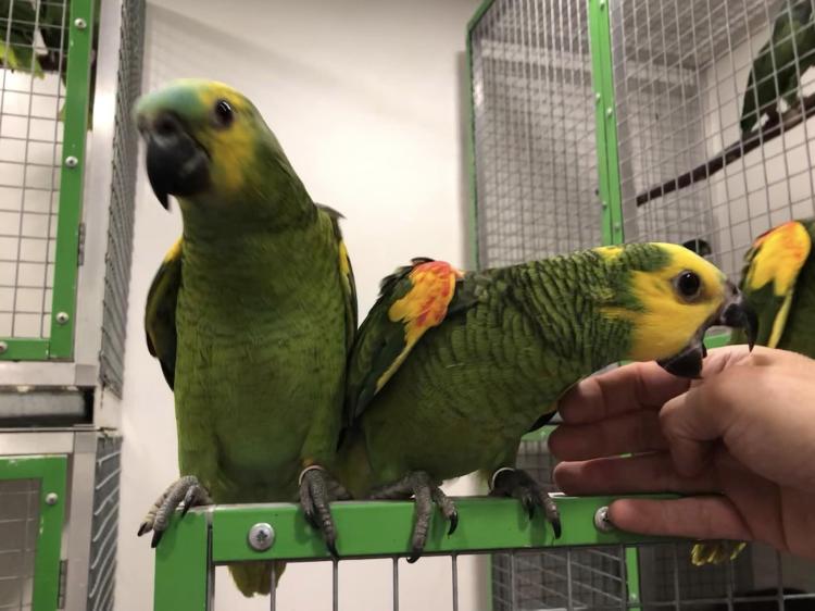 Amazone à front bleu (Amazona aestiva) – perroquet élevé à la main | Parc Papug | ParrotPlanet.fr
