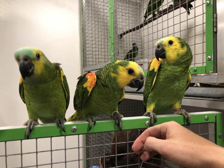 Amazone à front bleu (Amazona aestiva) – perroquet élevé à la main | Parc Papug | ParrotPlanet.fr