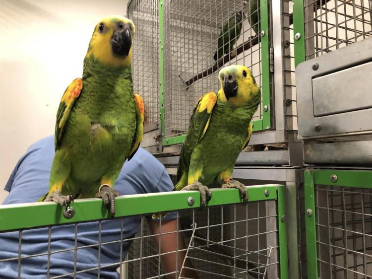Amazone à front bleu (Amazona aestiva) – perroquet élevé à la main | Parc Papug | ParrotPlanet.fr