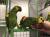 Amazone à front bleu (Amazona aestiva) – perroquet élevé à la main | Parc Papug | ParrotPlanet.fr