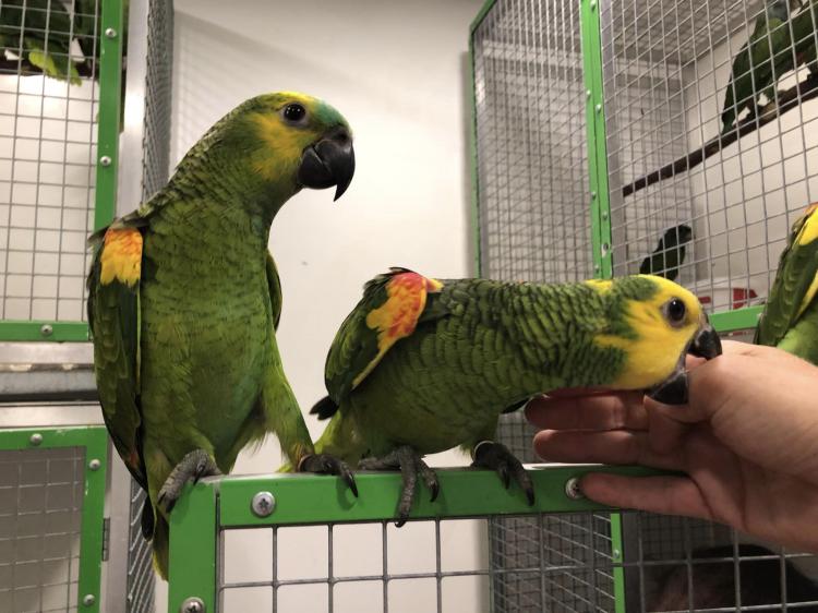 Amazone à front bleu (Amazona aestiva) – perroquet élevé à la main | Parc Papug | ParrotPlanet.fr