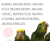 Amazone à front bleu (Amazona aestiva) – perroquet élevé à la main du Parc Papug de ParrotPlanet.fr