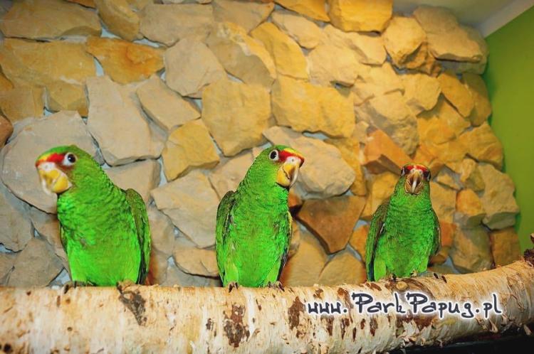 Amazone à front bleu (Amazona aestiva) – perroquet élevé à la main du Parc Papug de ParrotPlanet.fr