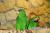 Amazone à front bleu (Amazona aestiva) – perroquet élevé à la main du Parc Papug de ParrotPlanet.fr