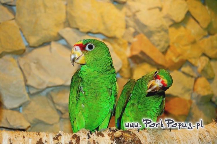 Amazone à front bleu (Amazona aestiva) – perroquet élevé à la main du Parc Papug de ParrotPlanet.fr