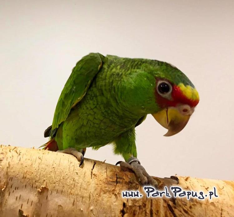 Amazone à front bleu (Amazona aestiva) – perroquet élevé à la main du Parc Papug de ParrotPlanet.fr