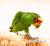 Amazone à front bleu (Amazona aestiva) – perroquet élevé à la main du Parc Papug de ParrotPlanet.fr