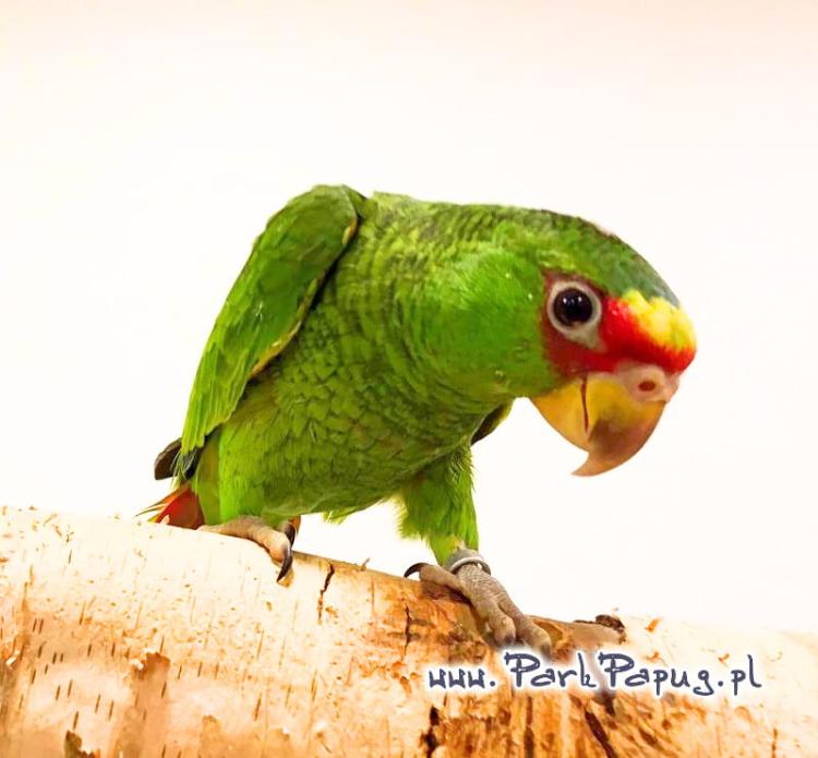 Amazone à front bleu (Amazona aestiva) – perroquet élevé à la main du Parc Papug de ParrotPlanet.fr