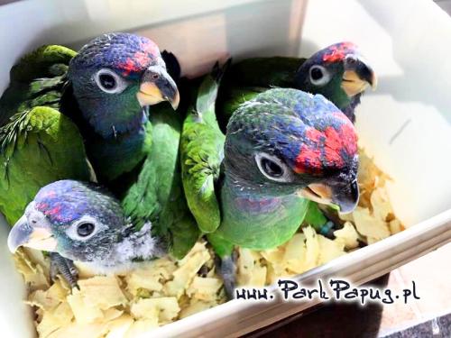 Pionus à tête bleue et Pionus à front blanc – perroquets sociables élevés à la main | Parc Papug | ParrotPlanet.fr