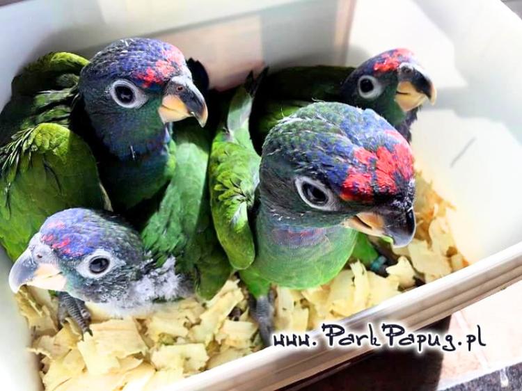 Pionus à tête bleue et Pionus à front blanc – perroquets sociables élevés à la main | Parc Papug | ParrotPlanet.fr