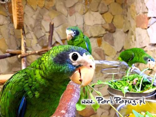 Amazone d’Hispaniola (Amazona ventralis) – perroquet élevé à la main du Parc Papug de Parrotplanet.fr