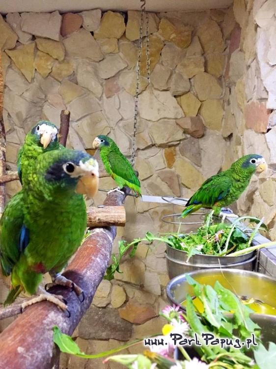 Amazone d’Hispaniola (Amazona ventralis) – perroquet élevé à la main du Parc Papug de Parrotplanet.fr