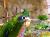 Amazone d’Hispaniola (Amazona ventralis) – perroquet élevé à la main du Parc Papug de Parrotplanet.fr