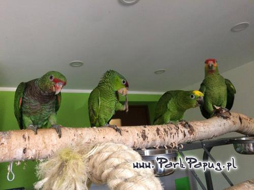 Amazone de Finsch (Amazona finschi) – perroquet élevé à la main de ParrotPlanet.fr