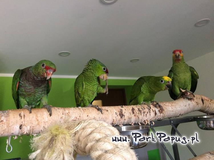 Amazone de Finsch (Amazona finschi) – perroquet élevé à la main de ParrotPlanet.fr