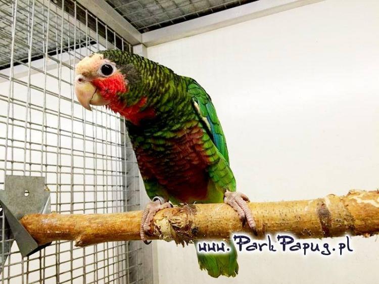 Amazone de Cuba (Amazona leucocephala) | Amazone cubaine | perroquet élevé à la main de ParrotPlanet.fr