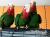 Amazone de Cuba (Amazona leucocephala) | Amazone cubaine | perroquet élevé à la main de ParrotPlanet.fr