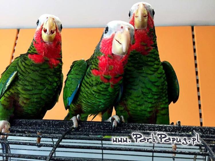Amazone de Cuba (Amazona leucocephala) | Amazone cubaine | perroquet élevé à la main de ParrotPlanet.fr