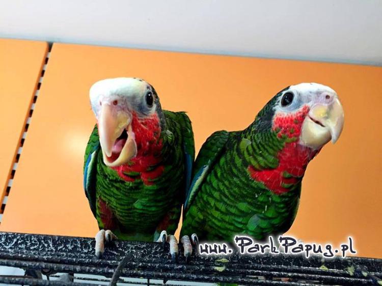 Amazone de Cuba (Amazona leucocephala) | Amazone cubaine | perroquet élevé à la main de ParrotPlanet.fr