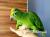 Amazone à front jaune (Amazona ochrocephala) – perroquet élevé à la main, santé garantie de ParrotPlanet.fr