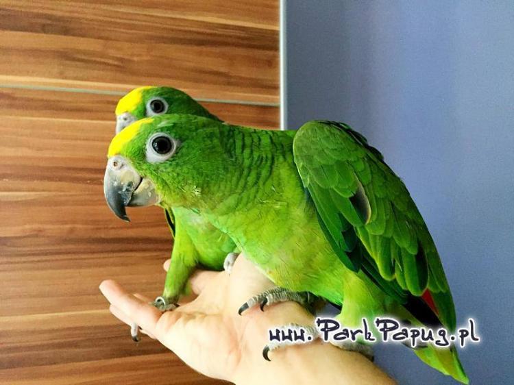 Amazone à front jaune (Amazona ochrocephala) – perroquet élevé à la main, santé garantie de ParrotPlanet.fr