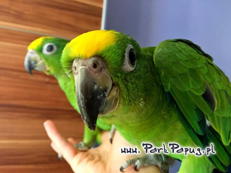 Amazone à front jaune (Amazona ochrocephala) – perroquet élevé à la main, santé garantie de ParrotPlanet.fr