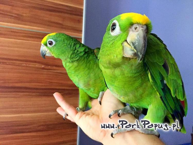 Amazone à front jaune (Amazona ochrocephala) – perroquet élevé à la main, santé garantie de ParrotPlanet.fr