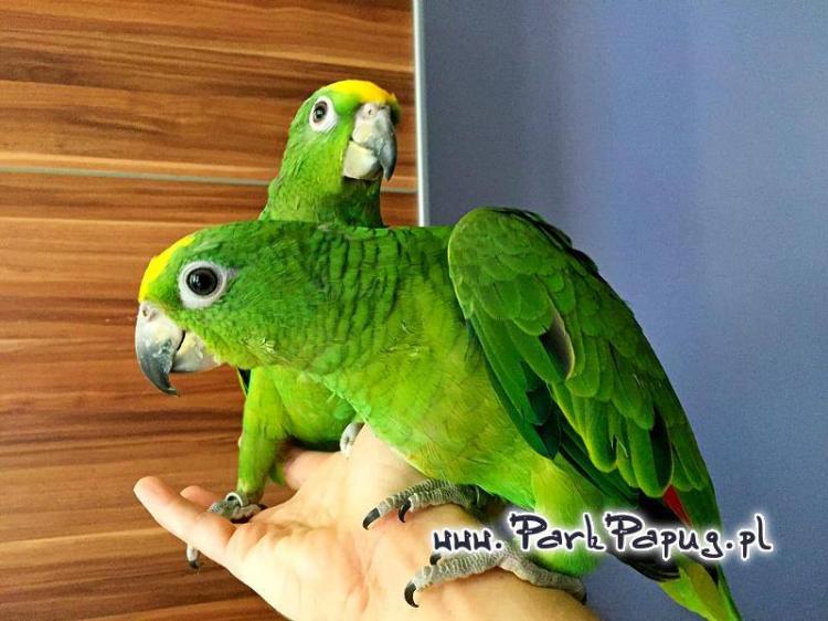 Amazone à front jaune (Amazona ochrocephala) – perroquet élevé à la main, santé garantie de ParrotPlanet.fr