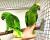 Amazone à front jaune (Amazona ochrocephala) – perroquet élevé à la main, santé garantie de ParrotPlanet.fr