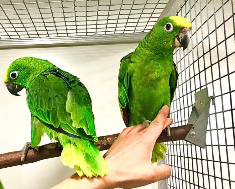 Amazone à front jaune (Amazona ochrocephala) – perroquet élevé à la main, santé garantie de ParrotPlanet.fr