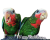 Amazone de Cuba (Amazona leucocephala) | Amazone cubaine | perroquet élevé à la main de ParrotPlanet.fr