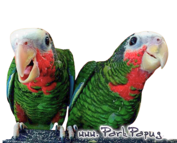 Amazone de Cuba (Amazona leucocephala) | Amazone cubaine | perroquet élevé à la main de ParrotPlanet.fr