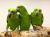 Amazone à nuque jaune (Amazona auropalliata) – perroquet élevé à la main, élevé avec soin au Parc des Perroquets  de ParrotPlanet.fr