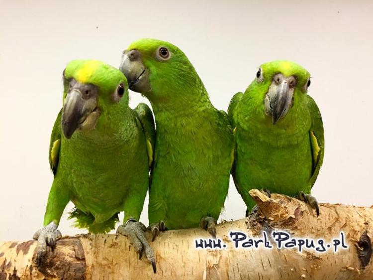Amazone à nuque jaune (Amazona auropalliata) – perroquet élevé à la main, élevé avec soin au Parc des Perroquets  de ParrotPlanet.fr