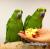 Amazone à nuque jaune (Amazona auropalliata) – perroquet élevé à la main, élevé avec soin au Parc des Perroquets  de ParrotPlanet.fr