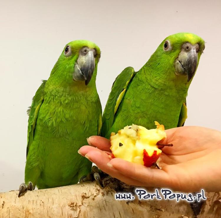 Amazone à nuque jaune (Amazona auropalliata) – perroquet élevé à la main, élevé avec soin au Parc des Perroquets  de ParrotPlanet.fr