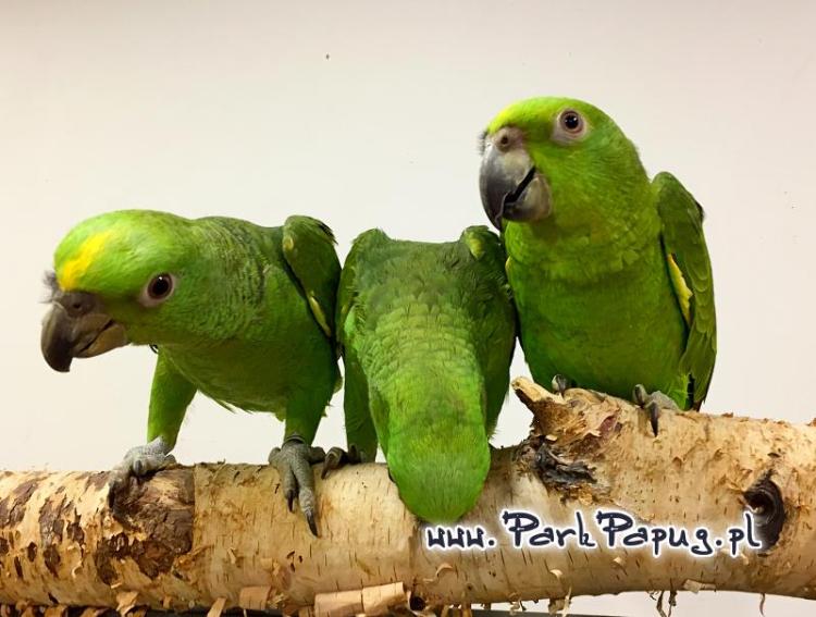 Amazone à nuque jaune (Amazona auropalliata) – perroquet élevé à la main, élevé avec soin au Parc des Perroquets  de ParrotPlanet.fr