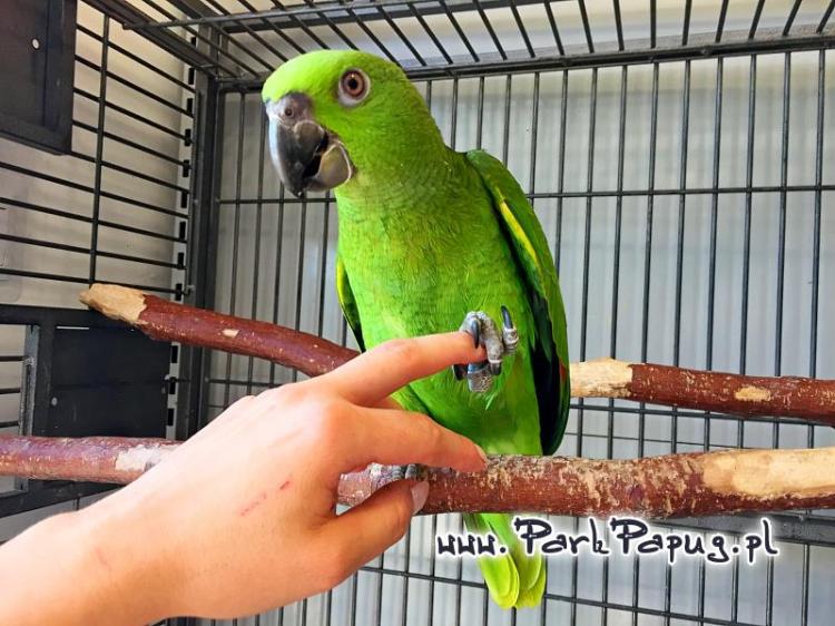Amazone à nuque jaune (Amazona auropalliata) – perroquet élevé à la main, élevé avec soin au Parc des Perroquets  de ParrotPlanet.fr