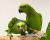 Amazone à nuque jaune (Amazona auropalliata) – perroquet élevé à la main, élevé avec soin au Parc des Perroquets  de ParrotPlanet.fr