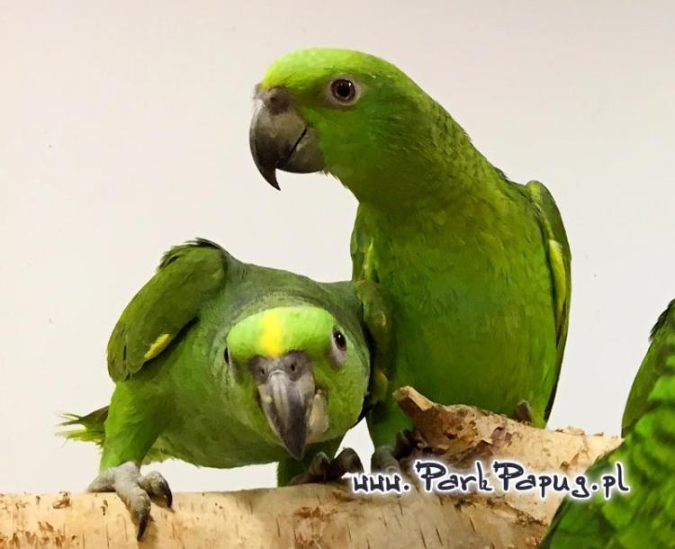 Amazone à nuque jaune (Amazona auropalliata) – perroquet élevé à la main, élevé avec soin au Parc des Perroquets  de ParrotPlanet.fr