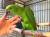 Amazone à nuque jaune (Amazona auropalliata) – perroquet élevé à la main, élevé avec soin au Parc des Perroquets  de ParrotPlanet.fr
