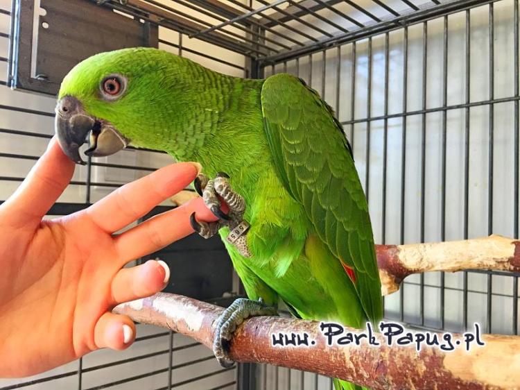 Amazone à nuque jaune (Amazona auropalliata) – perroquet élevé à la main, élevé avec soin au Parc des Perroquets  de ParrotPlanet.fr