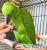 Amazone à nuque jaune (Amazona auropalliata) – perroquet élevé à la main, élevé avec soin au Parc des Perroquets  de ParrotPlanet.fr