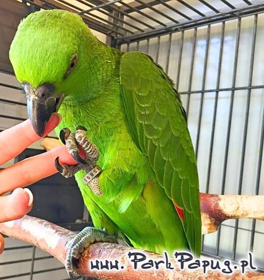 Amazone à nuque jaune (Amazona auropalliata) – perroquet élevé à la main, élevé avec soin au Parc des Perroquets  de ParrotPlanet.fr