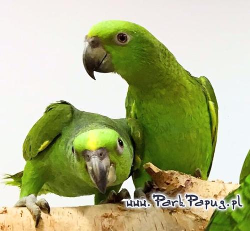 Amazone à nuque jaune (Amazona auropalliata) – perroquet élevé à la main, élevé avec soin au Parc des Perroquets  de ParrotPlanet.fr