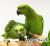 Amazone à nuque jaune (Amazona auropalliata) – perroquet élevé à la main, élevé avec soin au Parc des Perroquets  de ParrotPlanet.fr