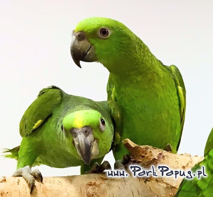 Amazone à nuque jaune (Amazona auropalliata) – perroquet élevé à la main, élevé avec soin au Parc des Perroquets  de ParrotPlanet.fr