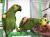 Amazone à front bleu (Amazona aestiva) – perroquet élevé à la main | Parc Papug | ParrotPlanet.fr